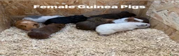 Guinea Pig rodents for sale: Guinea Pigs in a range of colours  - Advert 1