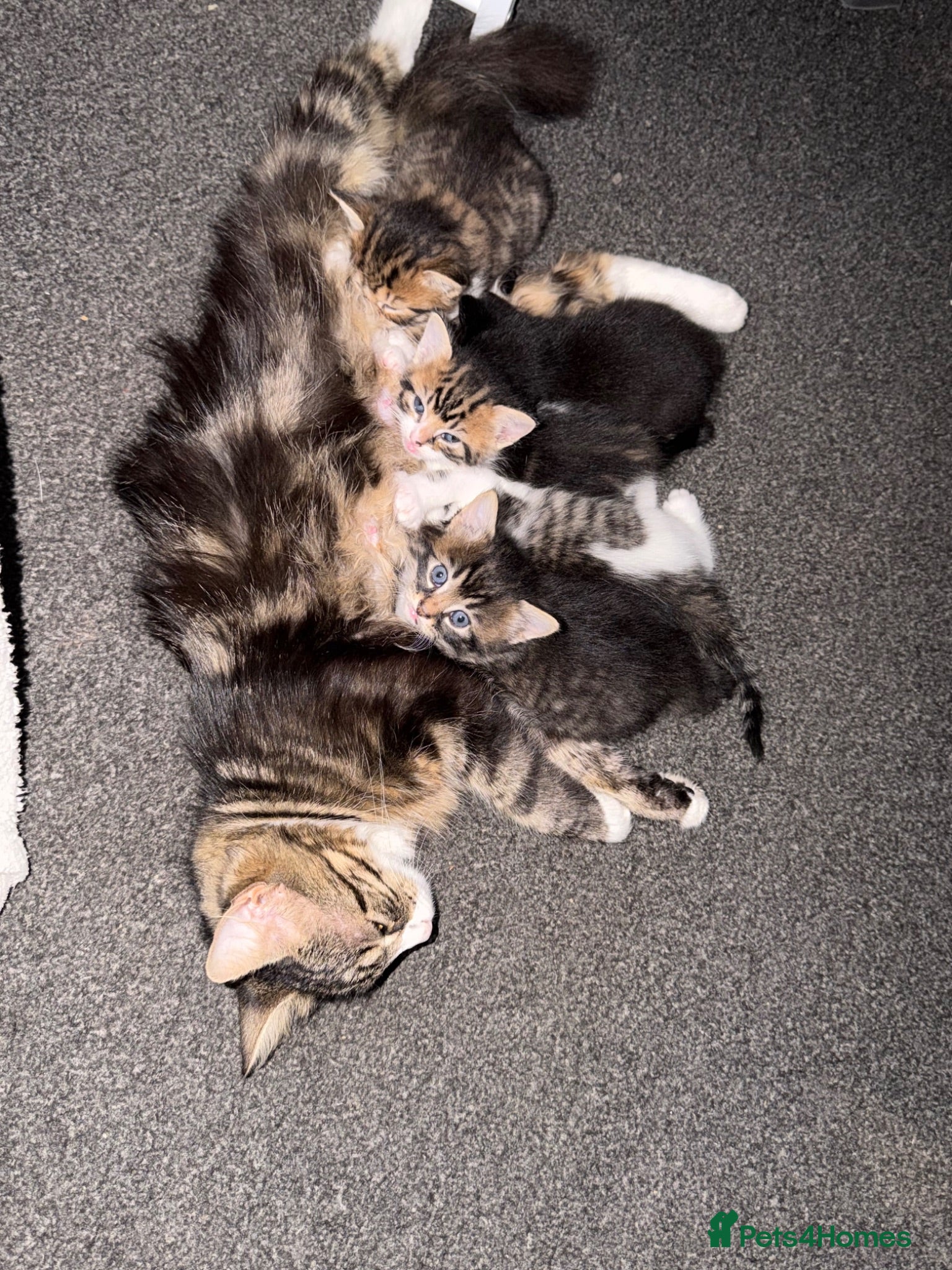 Siberian cats Gorgeous Siberian mixed kittens female male tabby - Advert 1