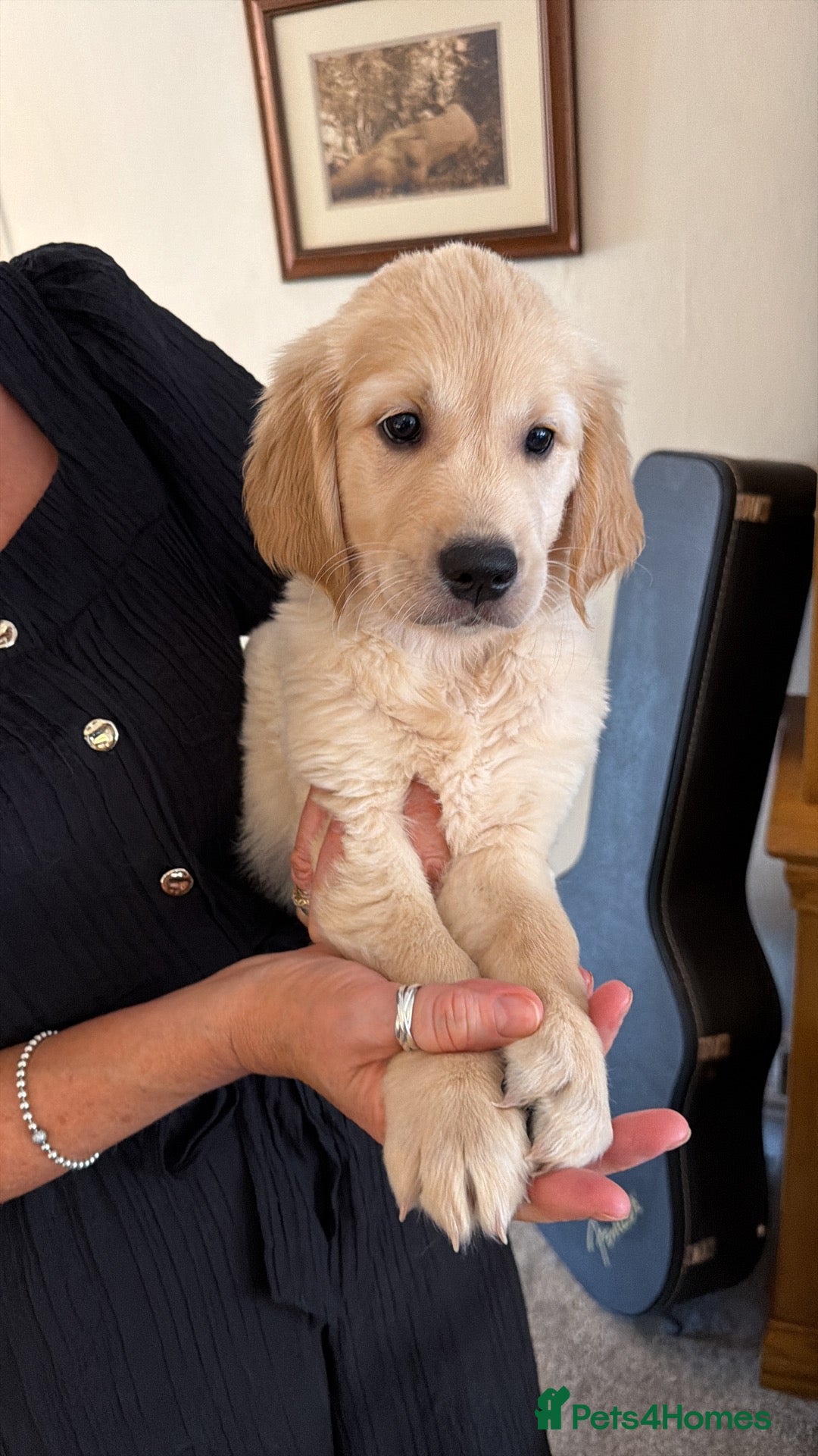 Golden Retriever dogs Royal Kennel Club Golden Retriever puppies - Advert 2
