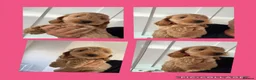 Cockapoo dogs for sale: Exceptional F1 health tested cockapoo puppies  - Advert 6
