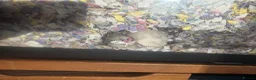 Gerbil rodents for sale: 2 Female Gerbils with Bucastate 3.0 in Poole - Advert 12