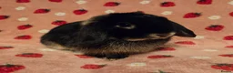 Mini Lop rabbits for sale: Black Otter pure mini lop Buck 🩵 very very tame - Advert 6