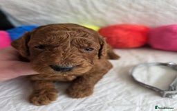 Mini Goldendoodle dogs for sale: 👑Superb Rare Toy/Mini Deepest Red Goldendoodles👑 - Image 5