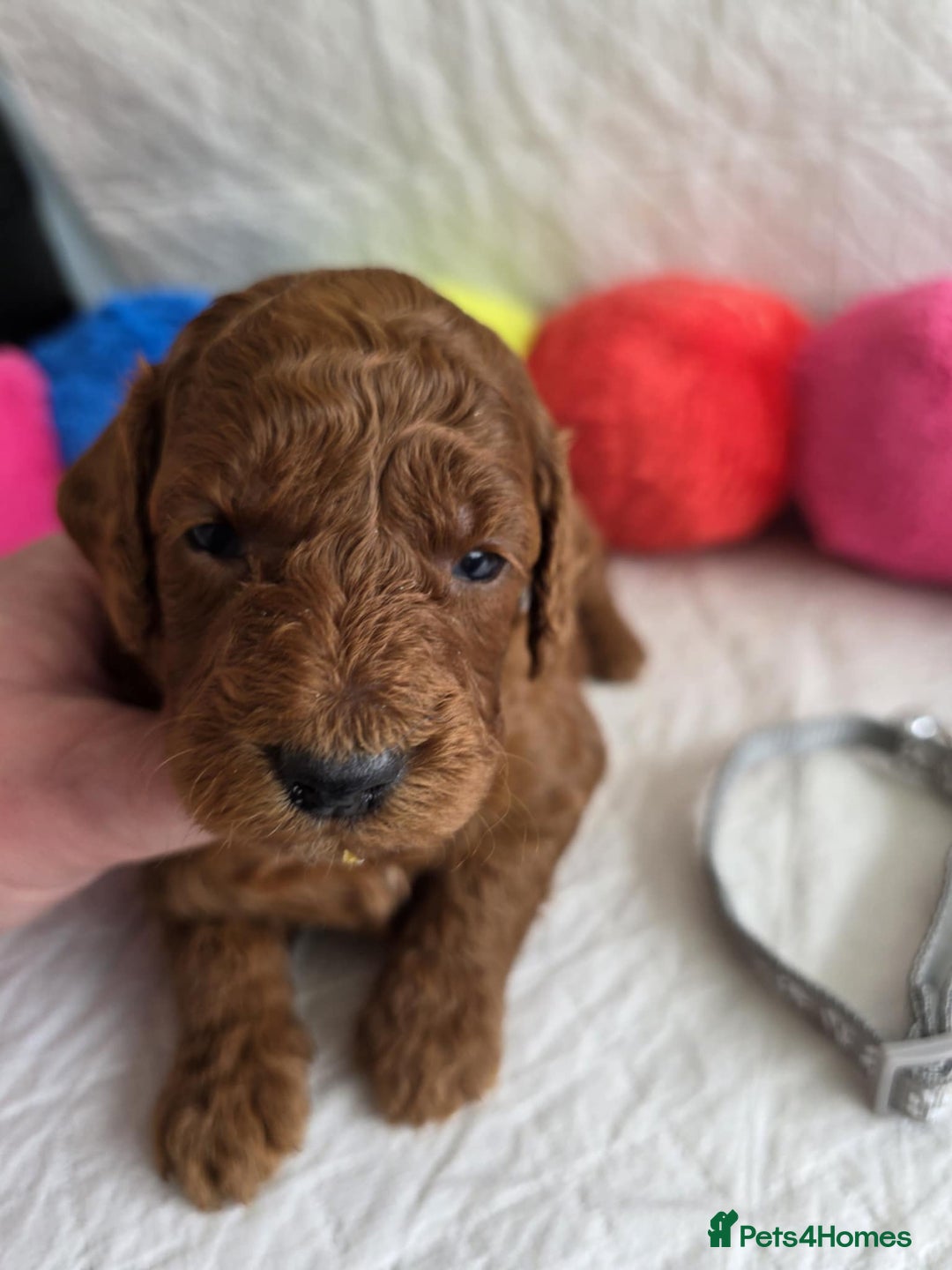 Mini Goldendoodle dogs for sale: 👑Superb Rare Toy/Mini Deepest Red Goldendoodles👑 - Image 5