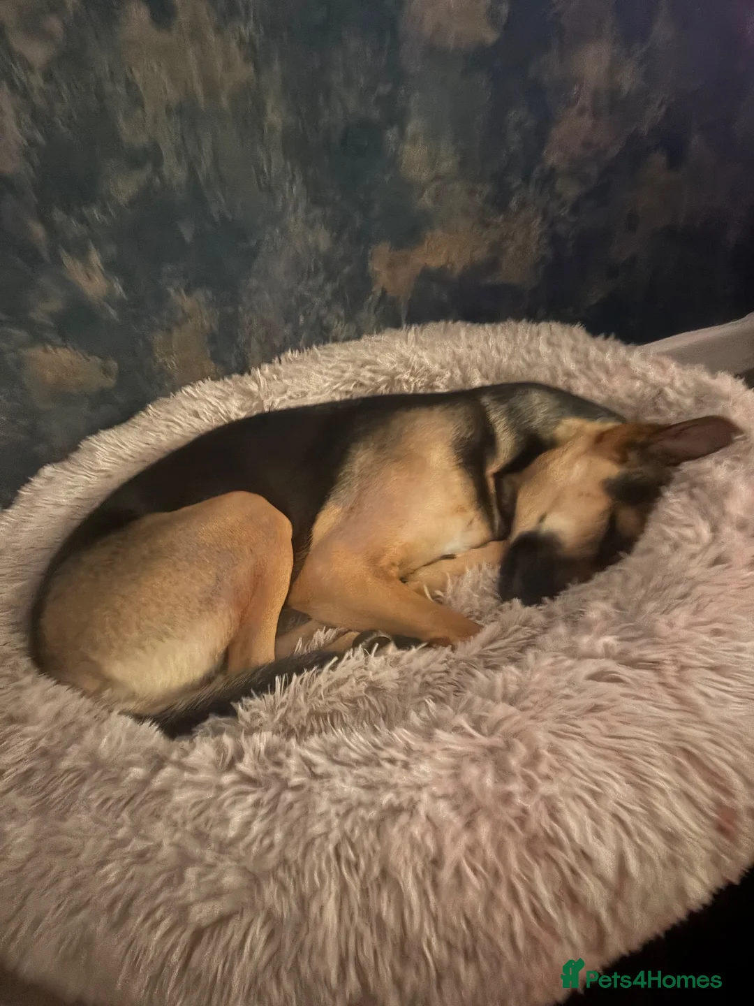 Mixed Breed dogs for sale: Are beautiful roxy - Advert 2