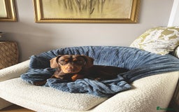 Mixed Breed dogs for stud: Meet Wilbur – Our 1/1 Cocker Spaniel x Dachshund - Image 12