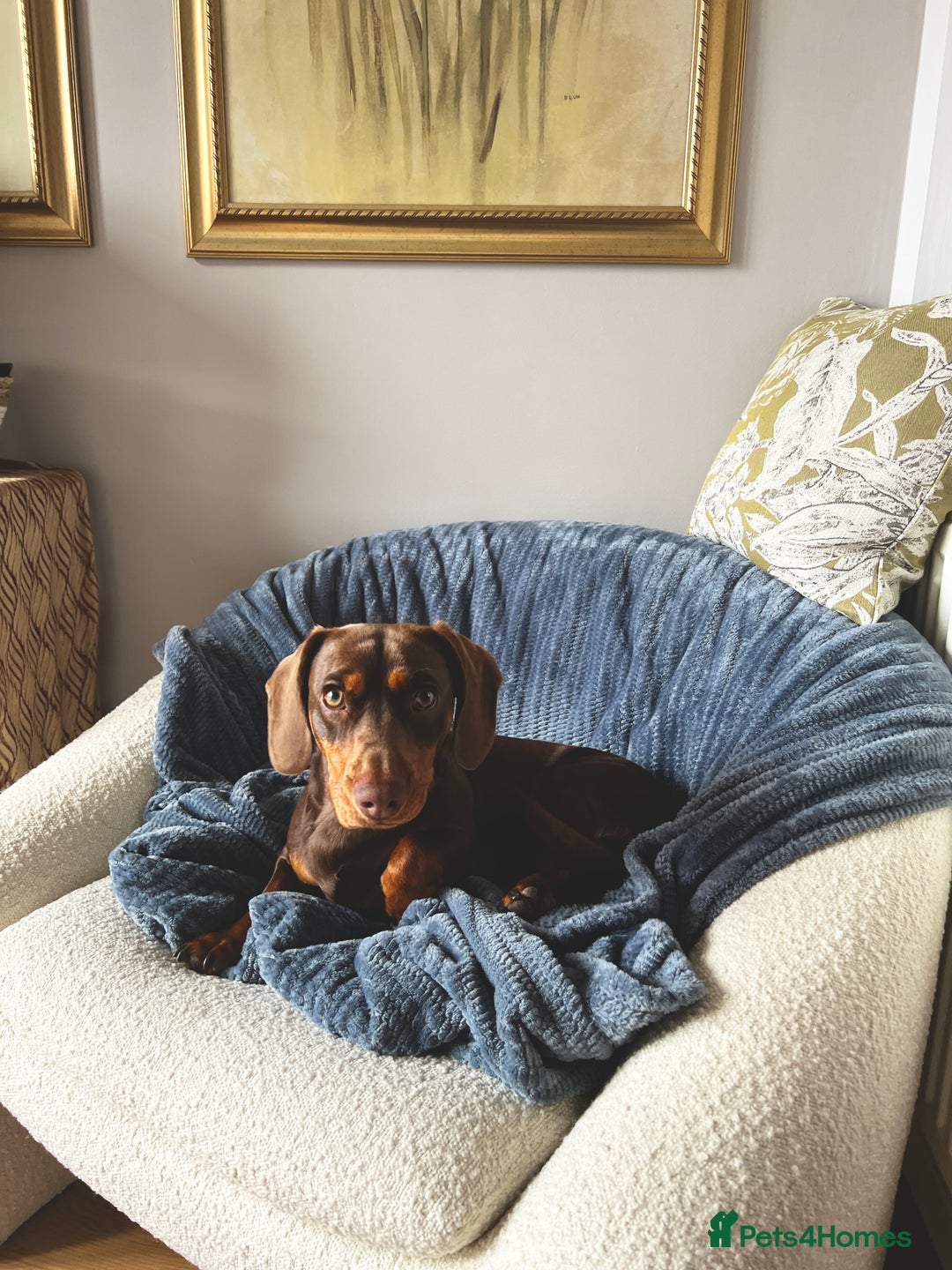 Mixed Breed dogs for stud: Meet Wilbur – Our 1/1 Cocker Spaniel x Dachshund - Image 12