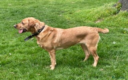 Labrador Retriever dogs for stud: Fox red looking for a stuf - Image 4
