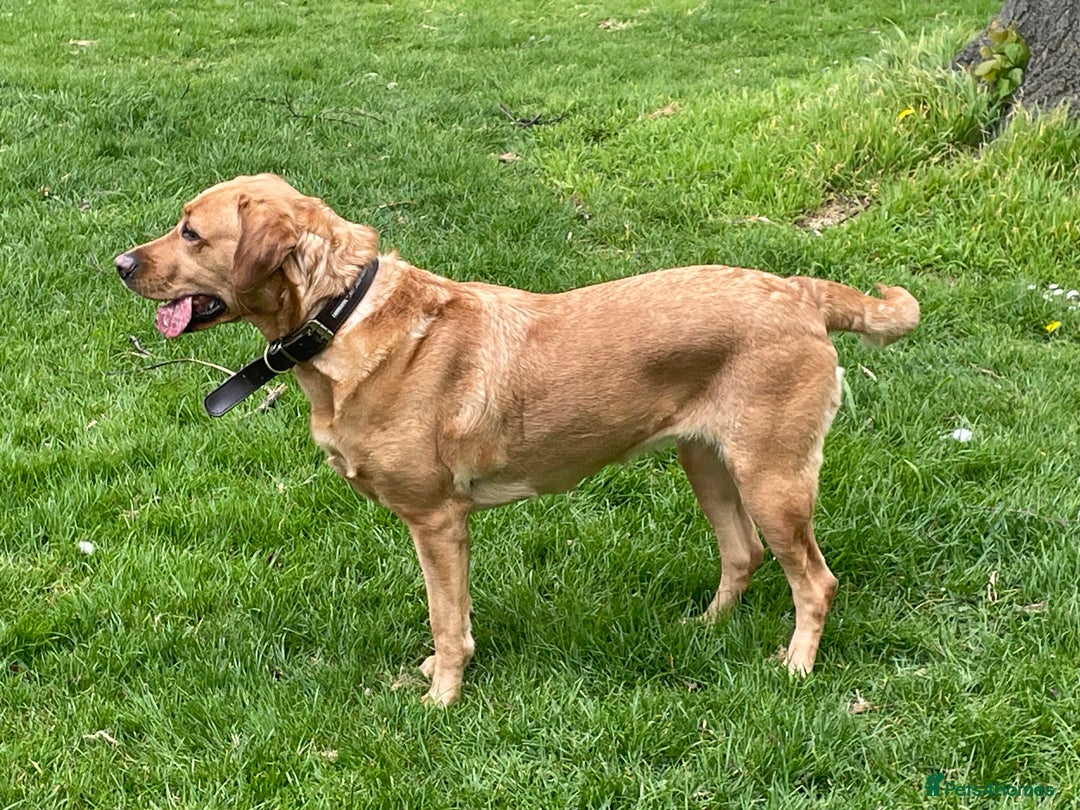 Labrador Retriever dogs for stud: Fox red looking for a stuf - Image 4
