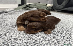 Cockapoo dogs for sale: F1 Cockerpoo’s  - Image 8