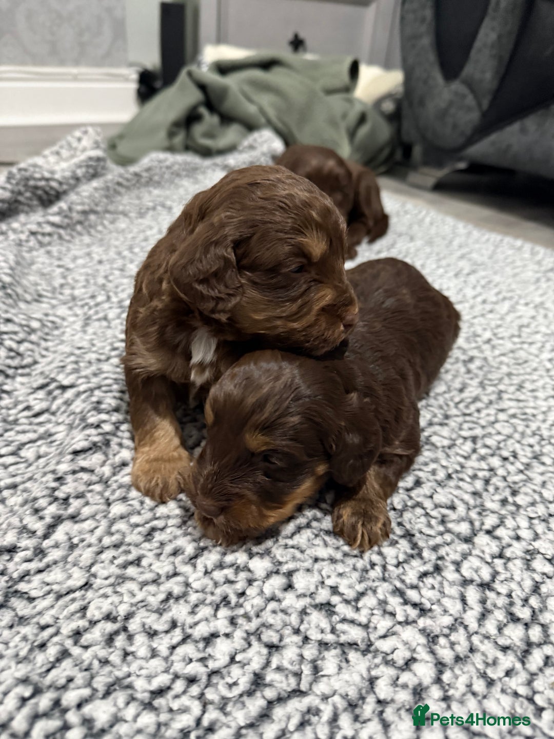 Cockapoo dogs for sale: F1 Cockerpoo’s  - Image 8