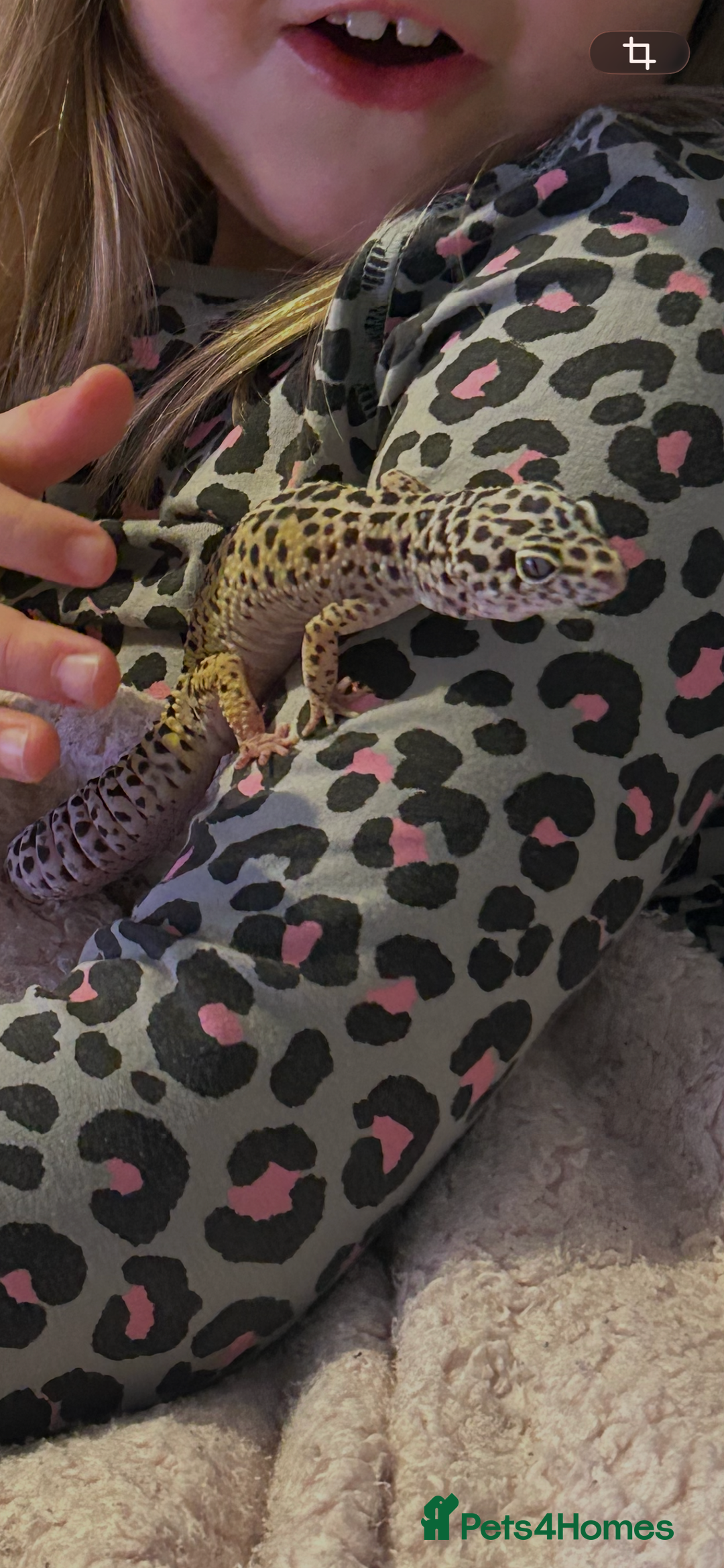 Leopard Gecko reptiles for sale: Lizzy  - Advert 4