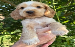 Cocker Spaniel dogs for sale: Show Type Cocker Spaniels - Image 16
