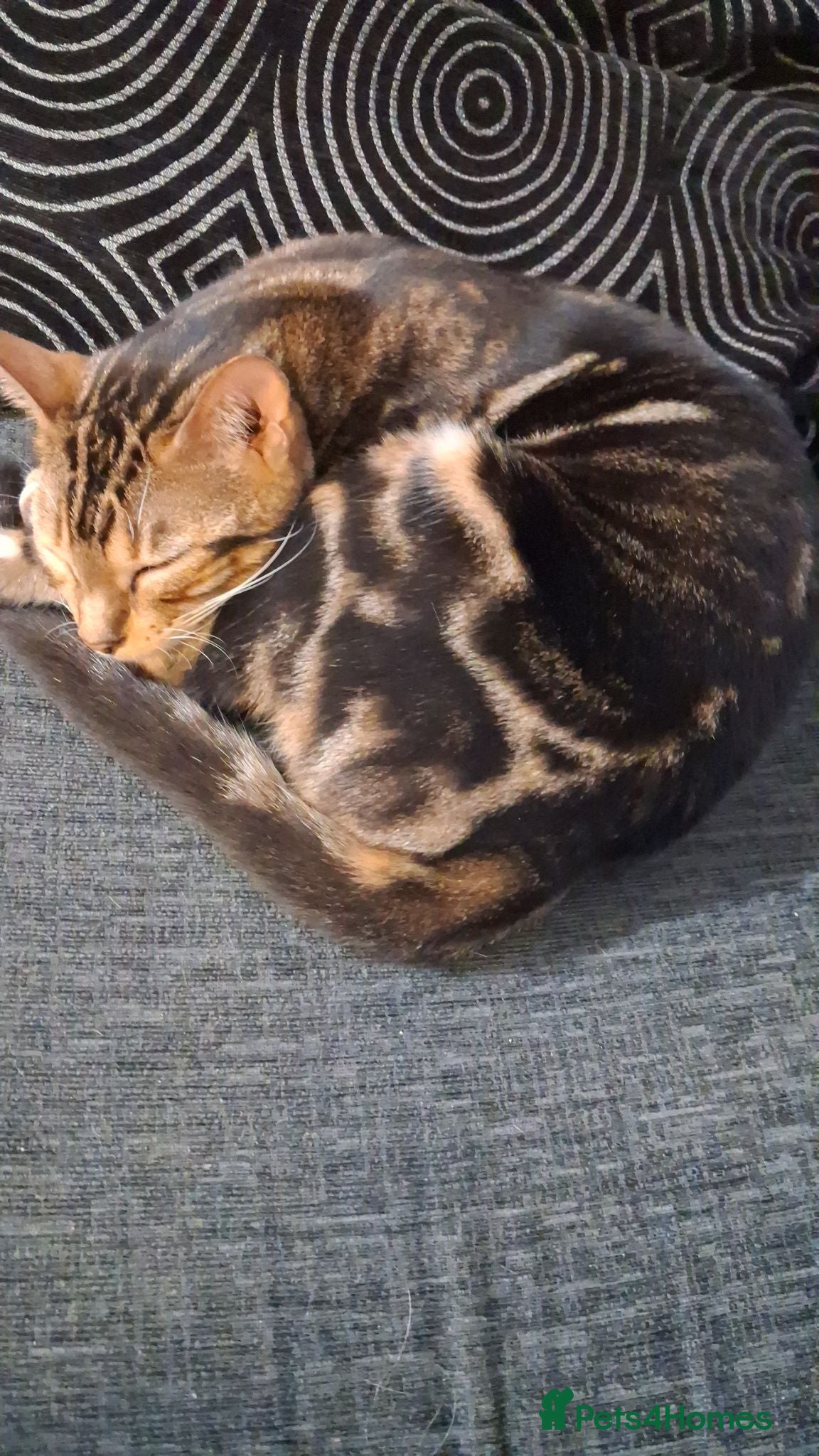 Mixed Breed cats Mixed bengal kittens - Advert 3