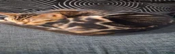 Mixed Breed cats for sale: Mixed bengal kittens - Advert 1