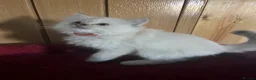 Ragdoll cats for sale: Gorgeous Tica ragdoll kittens  - Advert 37