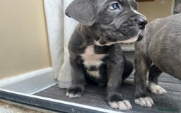 Cane Corso dogs for sale: Purebred Cane Corso puppies  - Image 25