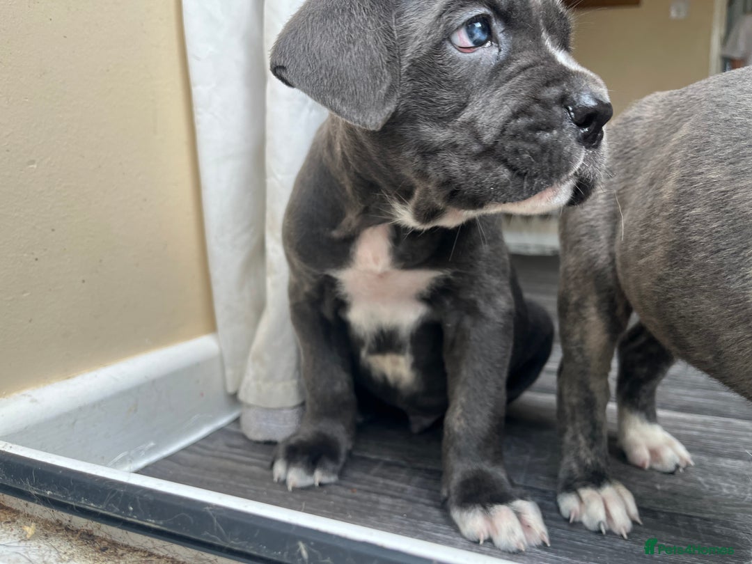Cane Corso dogs for sale: Purebred Cane Corso puppies  - Image 25