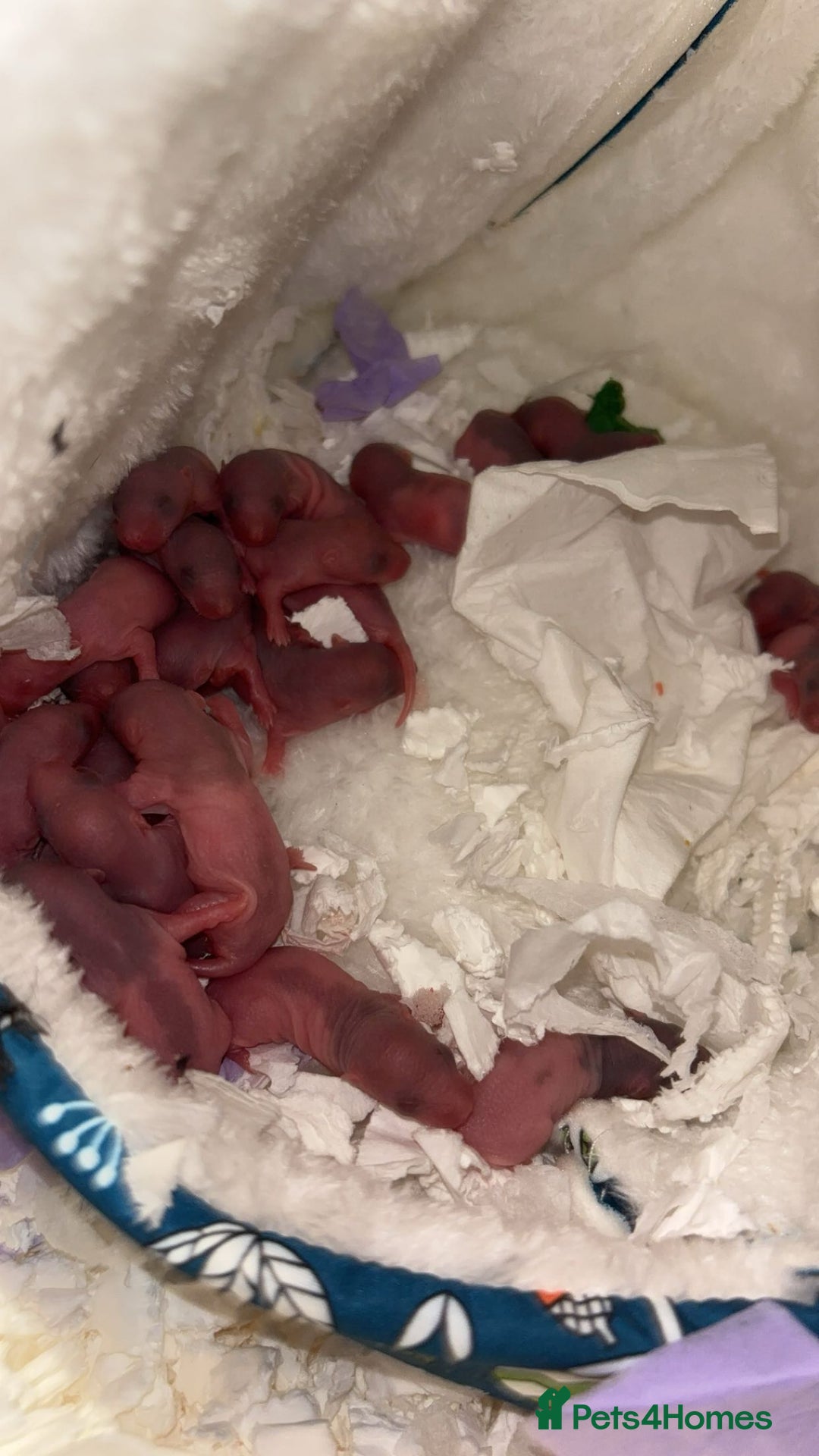 Rat rodents for sale: baby rats for sale 28th jan+  - Advert 2