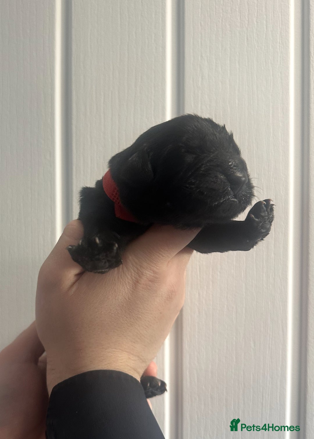 Newfoundland dogs for sale: Stunning Newfoundland Puppies Kc Reg 🐾 - Advert 7