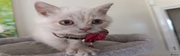 British Shorthair cats for sale: GCCF registered cream and lilac BSH - Advert 9
