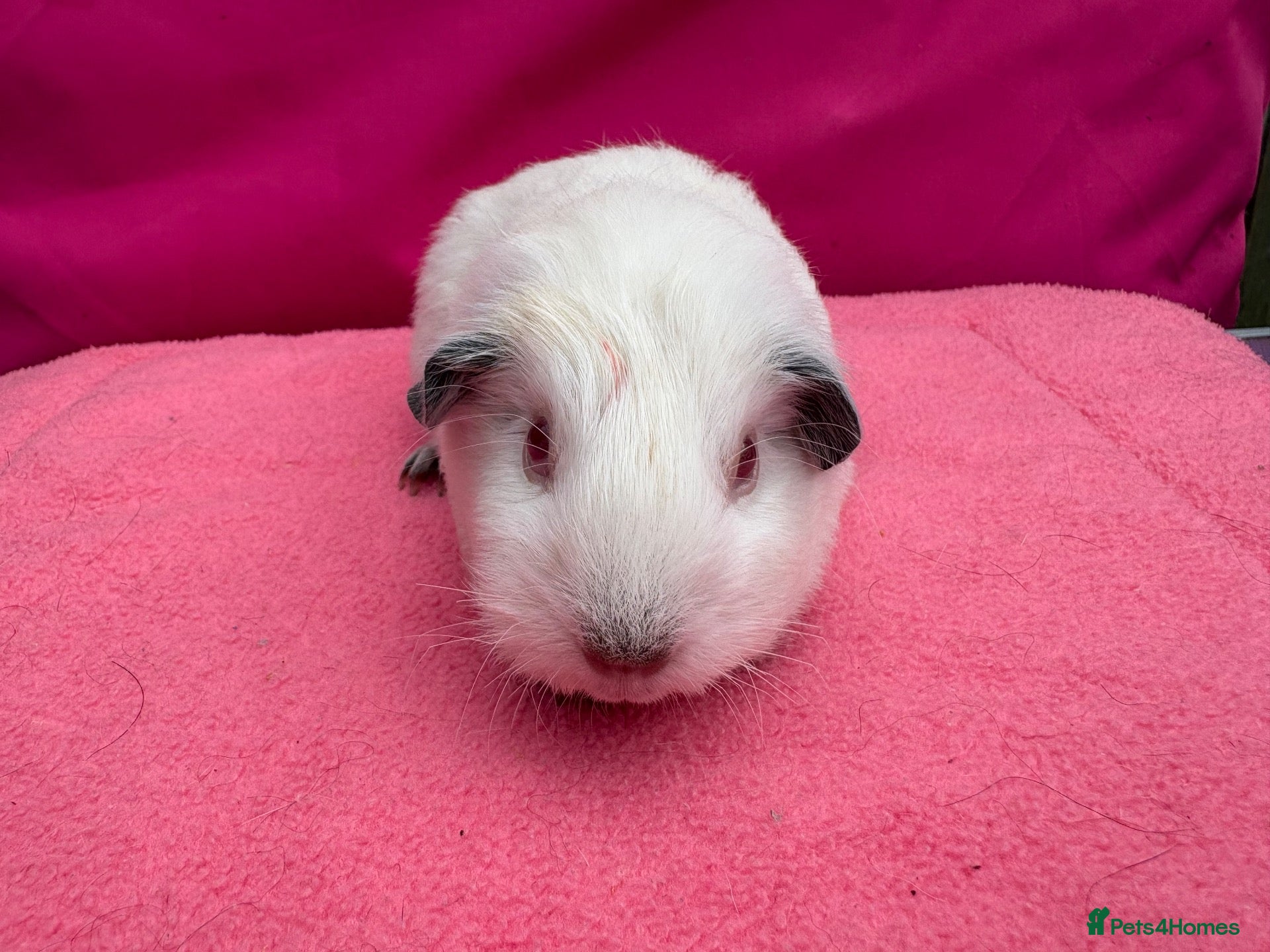 Guinea Pig rodents Californian & Himalayan - Boars & Sows - Advert 2
