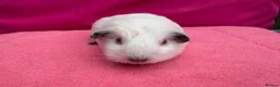 Guinea Pig rodents for sale: Californian & Himalayan - Boars & Sows - Advert 4