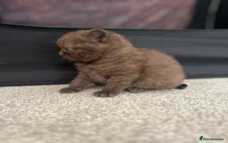 British Shorthair cats for sale: TICA Registered British Shorthair Kittens - Image 10