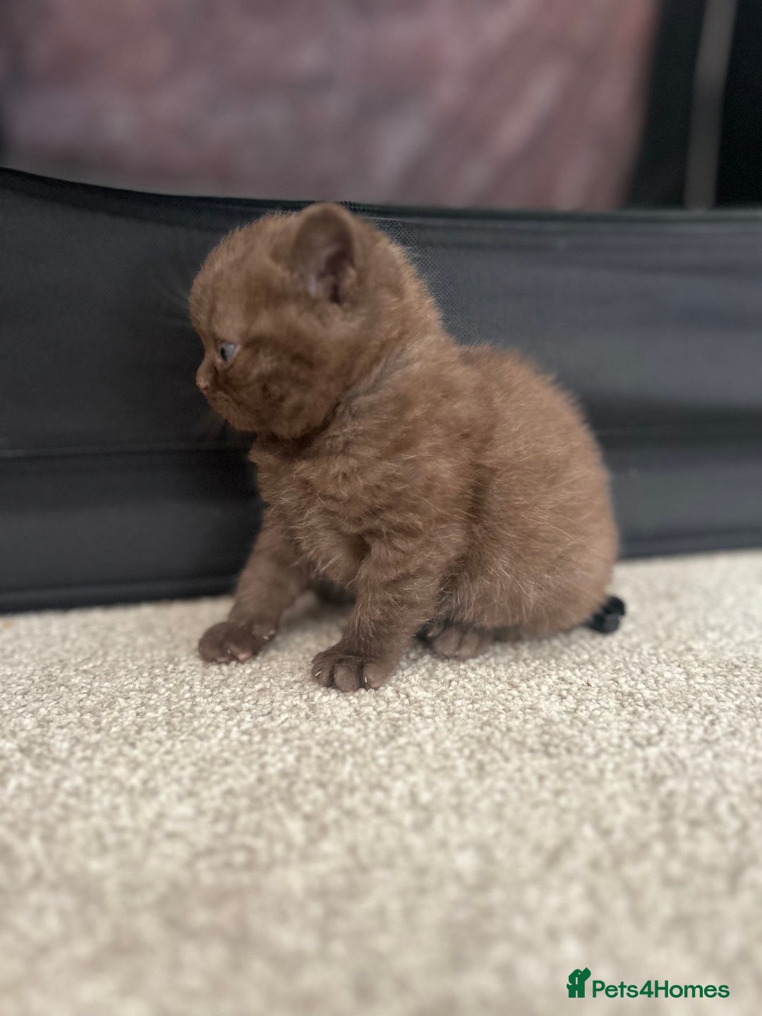 British Shorthair cats for sale: TICA Registered British Shorthair Kittens - Image 10