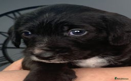 Mixed Breed dogs for sale: Gorgeous Cockapoochon puppies  - Image 3