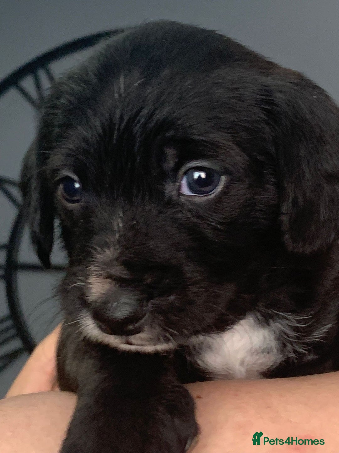 Mixed Breed dogs for sale: Gorgeous Cockapoochon puppies  - Image 3