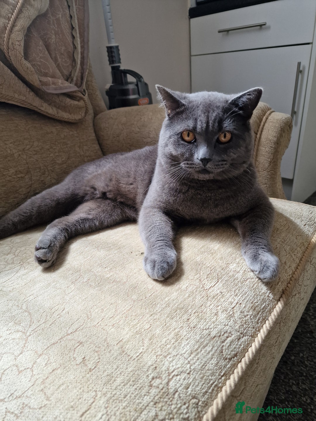 British Shorthair cats for stud: British shorthair male for stud - Image 4