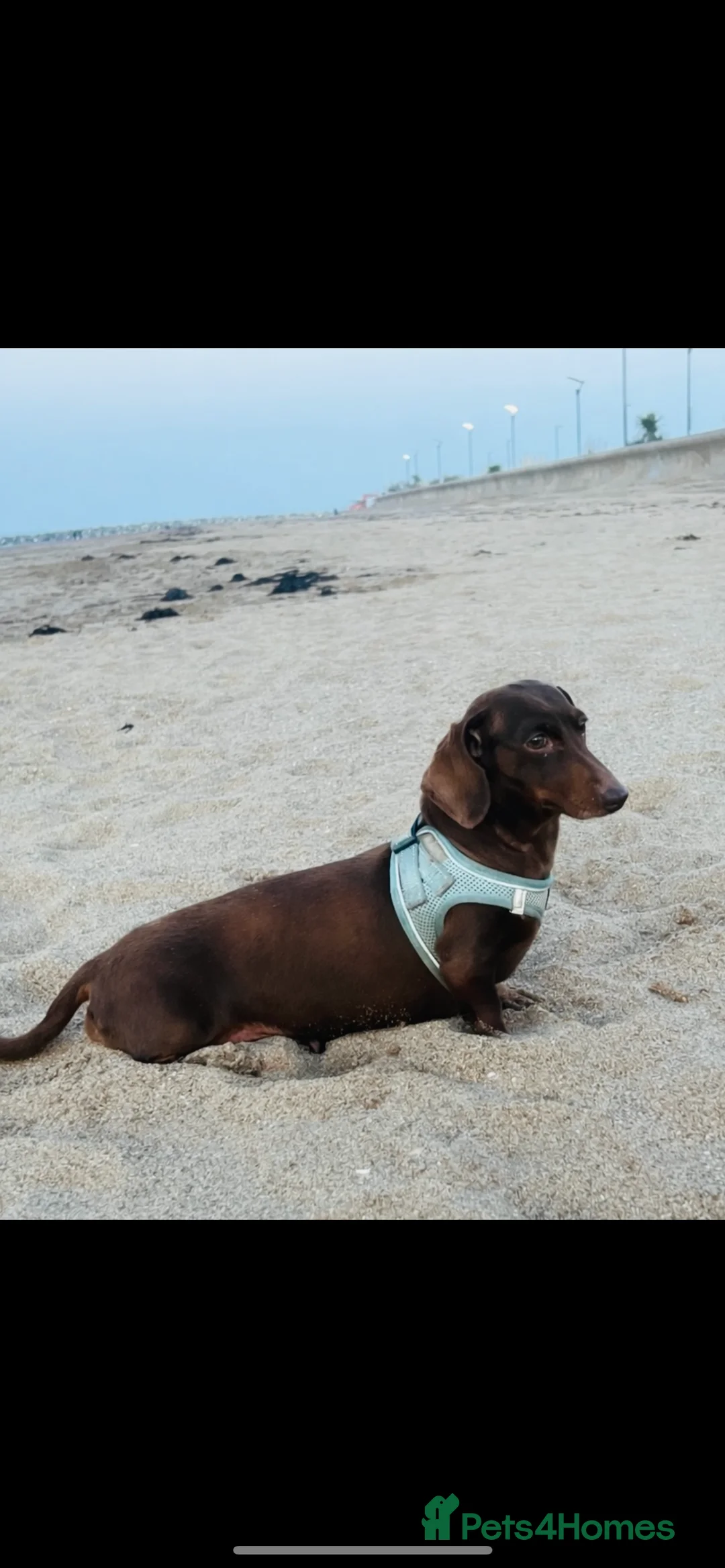 Miniature Dachshund dogs for sale: Tommy Solid Chocolate Boy  - Advert 2