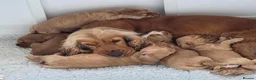 Cocker Spaniel dogs for sale: Stunning Show Cocker Spaniel Puppies  in Salisbury - Advert 11