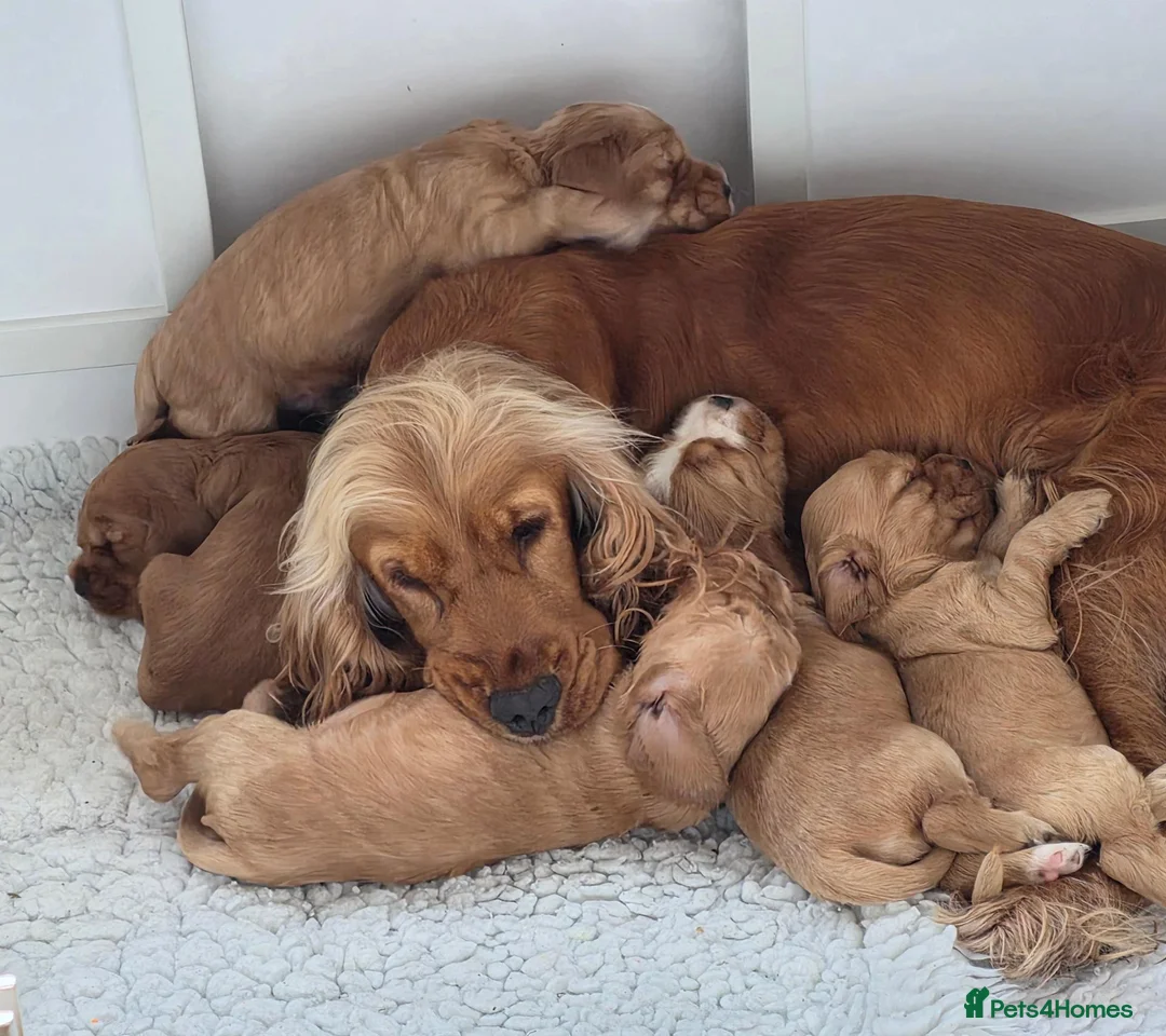 Cocker Spaniel dogs for sale: Stunning Show Cocker Spaniel Puppies  in Salisbury - Advert 11