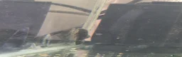 Angelfish fish for sale: Angelfish, Gourami & Placo  - Advert 3