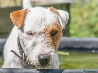 Jack Russell dogs For Stud only in Newark - Advert 10