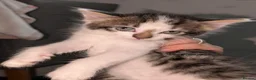 Mixed Breed cats for sale: Maine coon cross kittens  - Advert 12