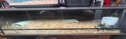 Rat rodents for sale: 2 female friendly rats  in Norwich - Advert 3