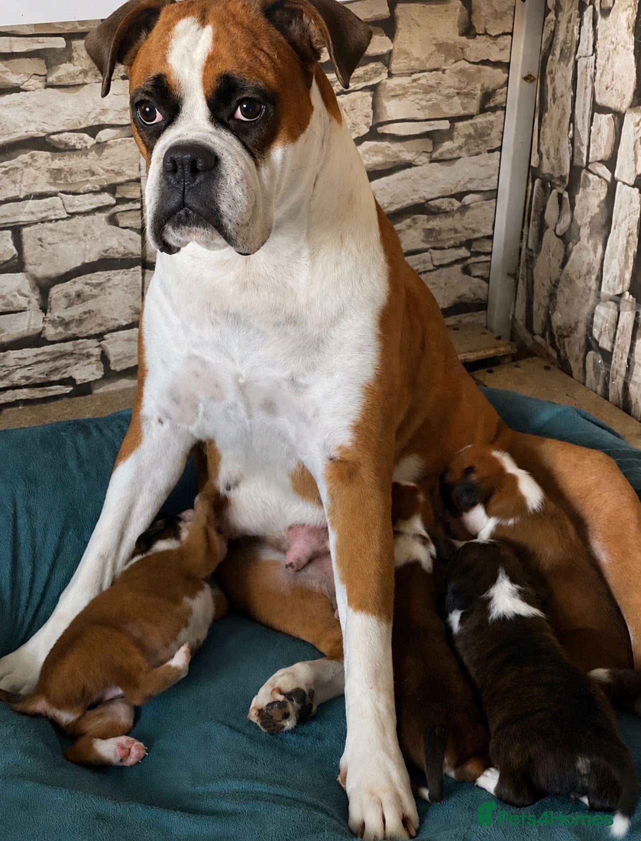 Boxer dogs  Pedigree boxer puppies – 4 Girls & 2 Boys - Advert 2