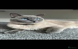 British Shorthair cats for sale: British shorthair x ragdoll - Image 1