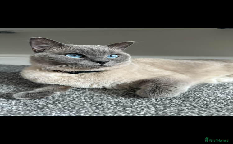 British Shorthair cats - Advert 1