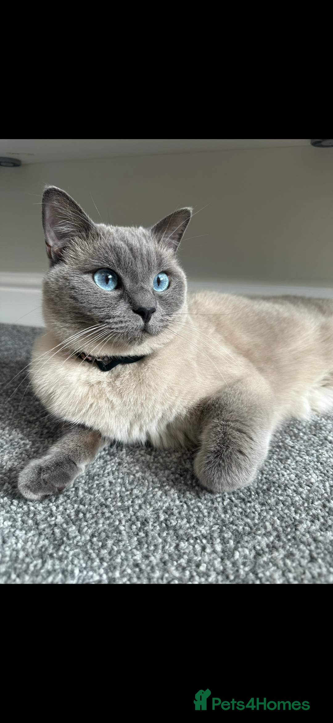 British Shorthair cats for sale: British shorthair x ragdoll - Image 1