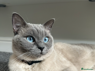 British Shorthair cats for sale - Advert 1