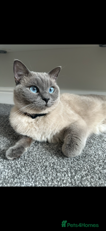 British Shorthair cats - Advert 7