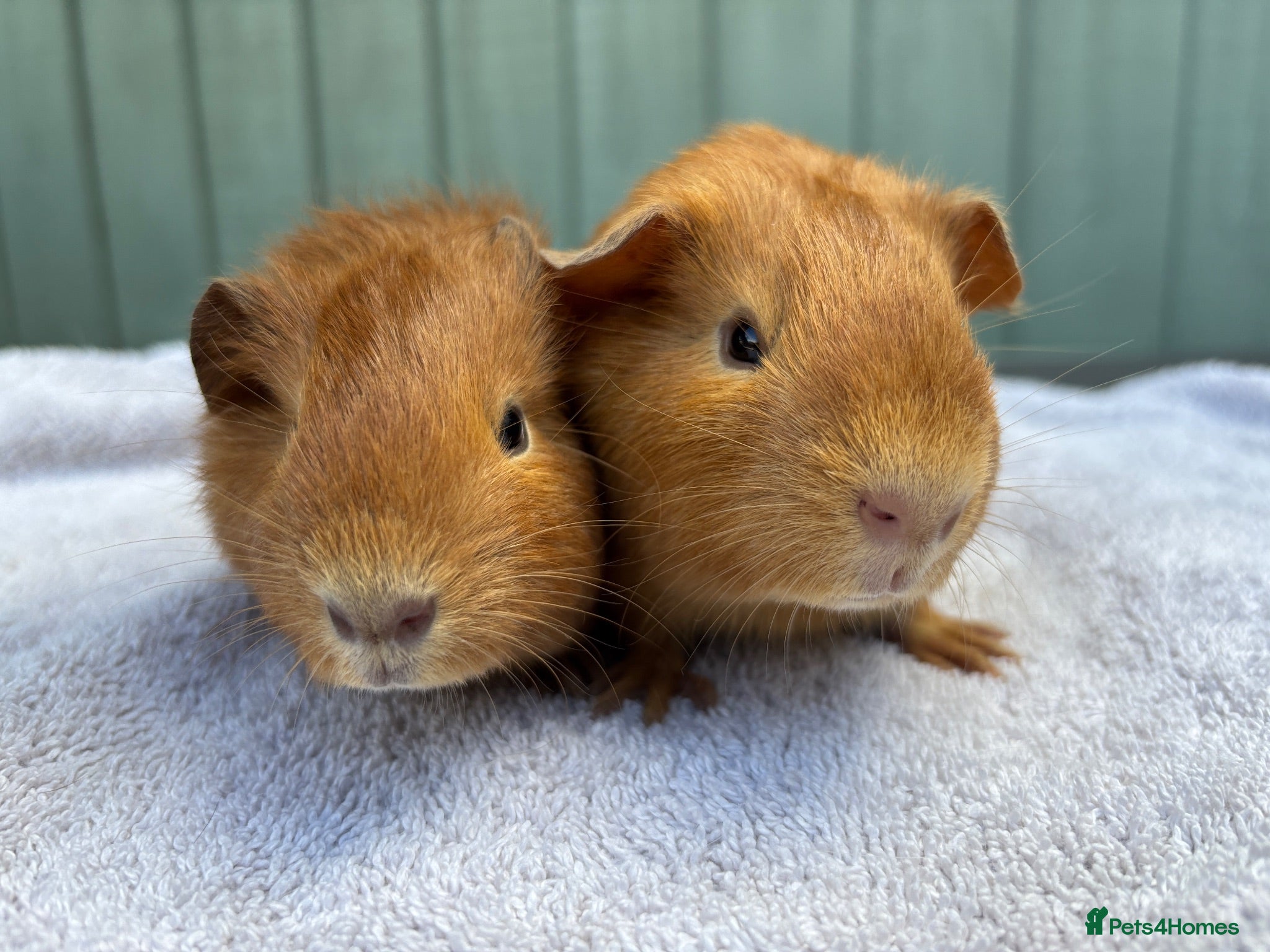 Guinea Pig rodents Baby guinea pigs - Advert 2