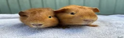 Guinea Pig rodents for sale: Baby guinea pigs - Advert 3