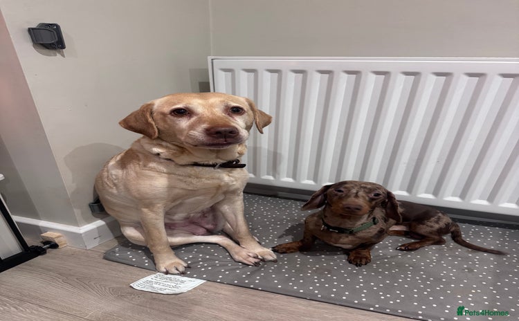 Labrador Retriever dogs - Advert 1