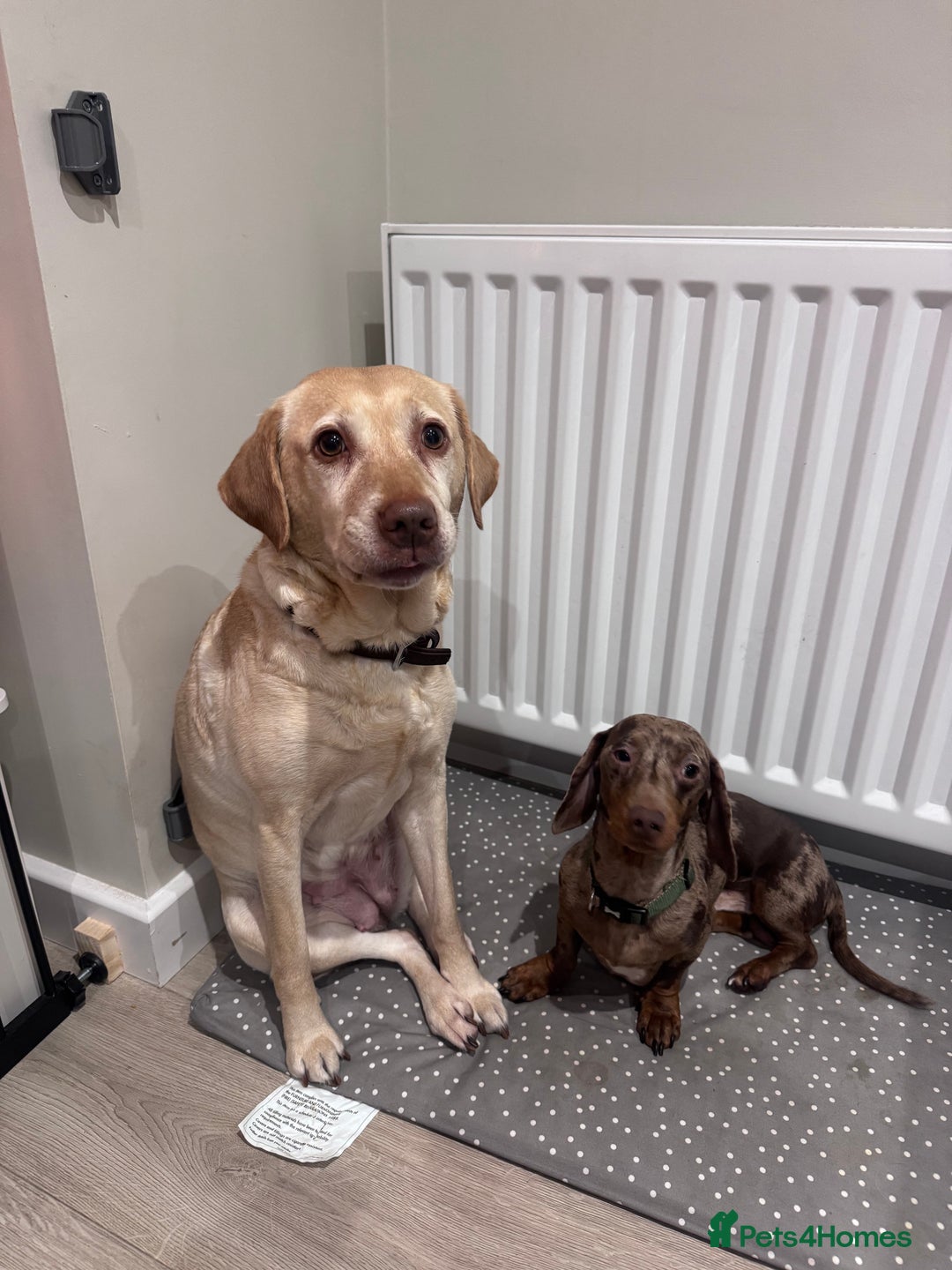 Labrador Retriever dogs for sale: 8 Year old f Labrador and 2 year old m Dachshund - Image 1