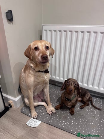 Labrador Retriever dogs - Advert 1